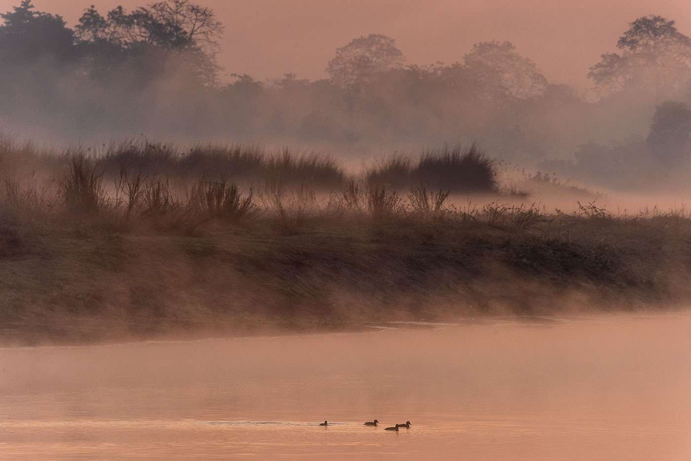 In Assam, India, river fowl make their morning commute amidst the delicate colours and hovering river-smoke at dawn.