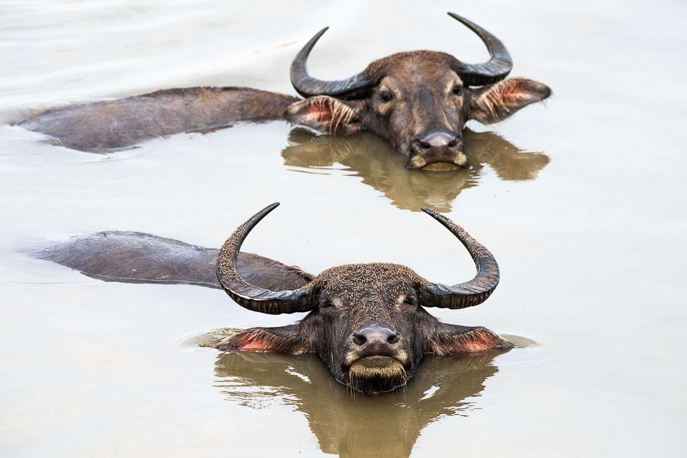The water buffalo are plagued by flying insects — mosquitoes and flies.