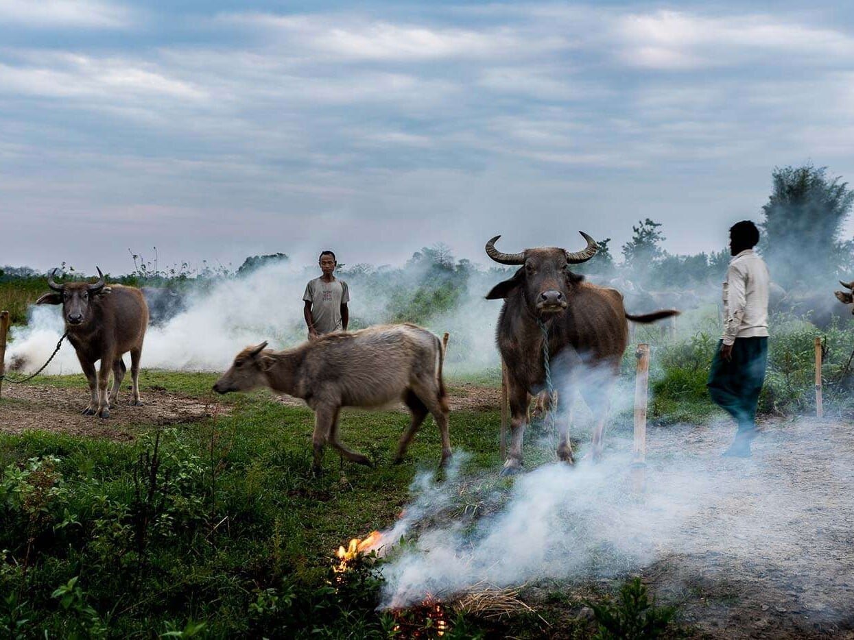 The herdsmen light fires to create smoky protection for their animals.