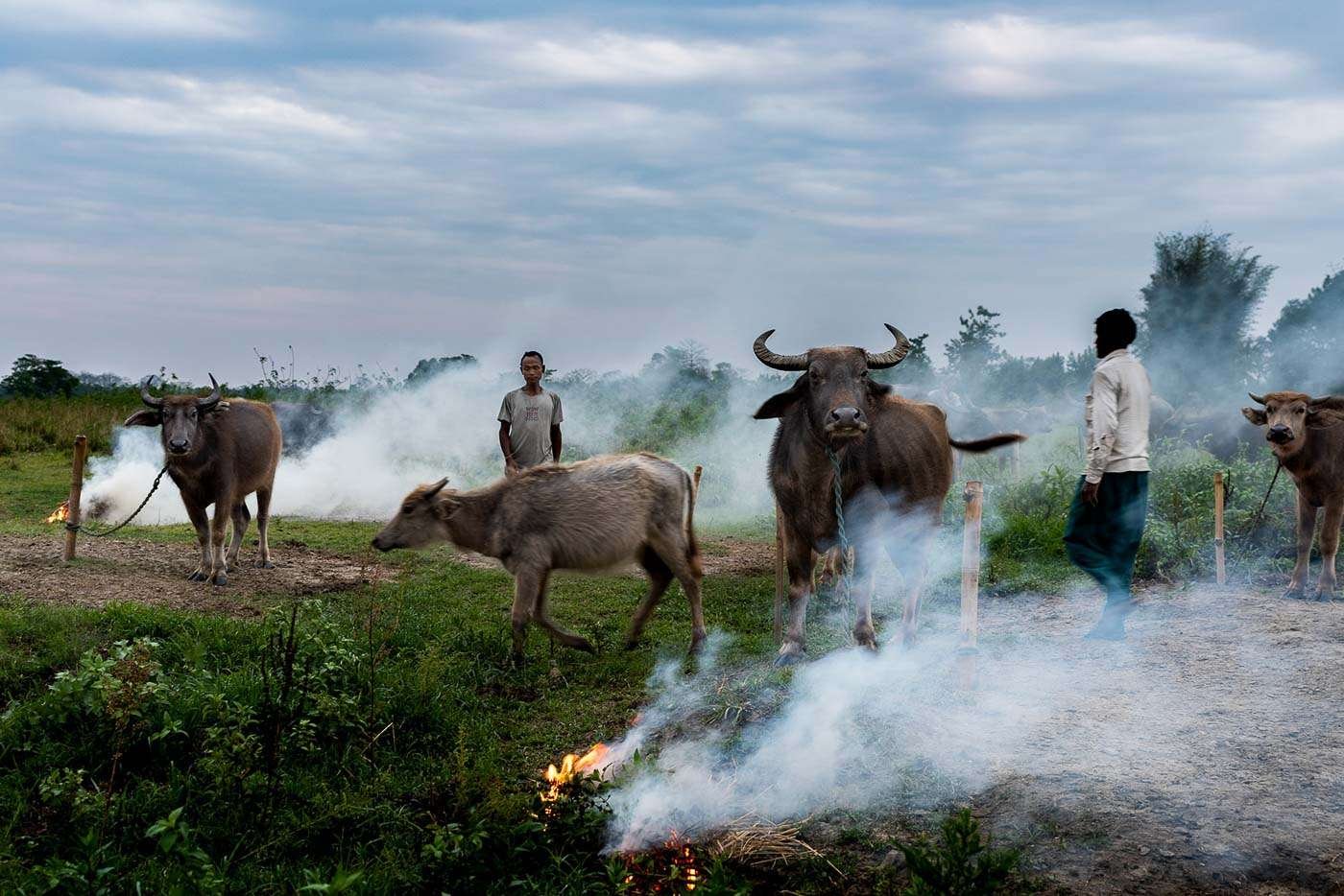 The herdsmen light fires to create smoky protection for their animals.